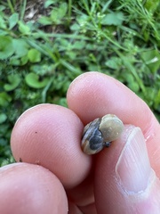 Helicoidea