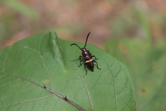 Lissonotus flavocinctus