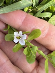 Bacopa monnieri