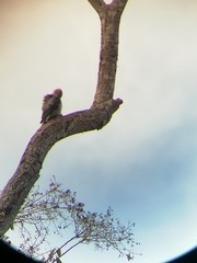 Melanerpes hoffmannii