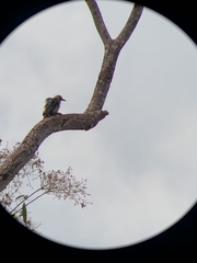 Melanerpes hoffmannii