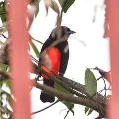 Ramphocelus passerinii