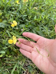 Fabaceae