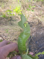 Quercus pumila