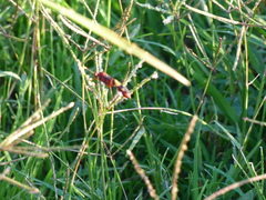 Compsocryptus melanostigma