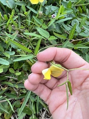 Fabaceae
