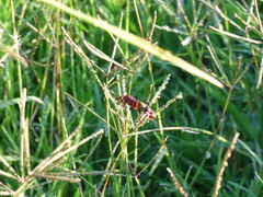 Compsocryptus melanostigma