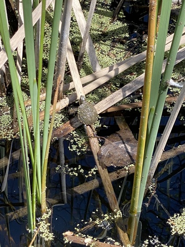 iNaturalist observation photo of Northwestern Pond Turtle