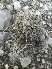 Coryphantha salinensis