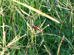 Compsocryptus melanostigma