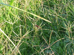 Compsocryptus melanostigma