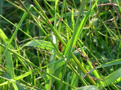 Compsocryptus melanostigma