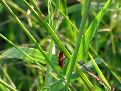 Compsocryptus melanostigma