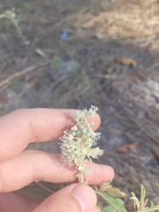 Croton argyranthemus