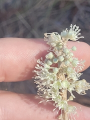 Croton argyranthemus