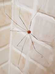 Pseudogagrella splendens