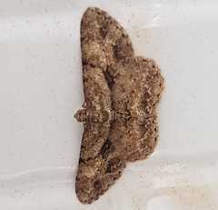 Psilalcis galsworthyi