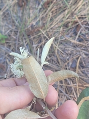 Croton argyranthemus