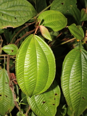 Miconia aguilarii