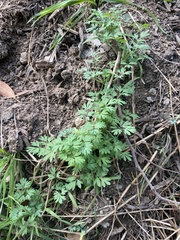 Fumaria bastardii