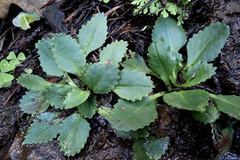 Micranthes eriophora