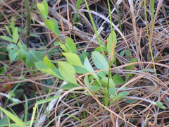 Vaccinium tenellum