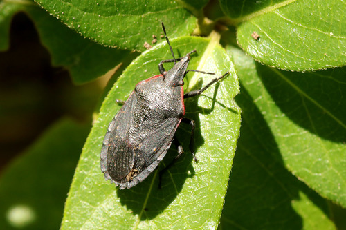 Mecocephala bonariensis