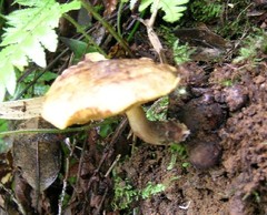 Pseudoboletus astraeicola