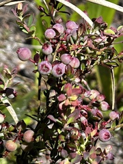 Vaccinium darrowii