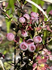 Vaccinium darrowii