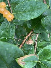 Opiliones