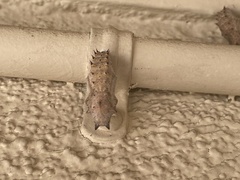 Nymphalis antiopa