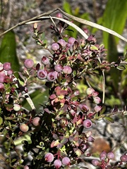 Vaccinium darrowii