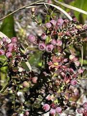 Vaccinium darrowii