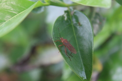 Namacus