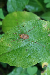 Opiliones