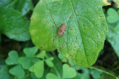 Opiliones