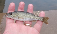 Micropterus coosae