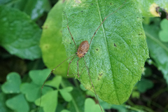 Opiliones