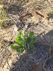 Chrysopsis gossypina