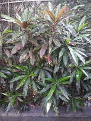 Codiaeum variegatum