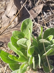 Chrysopsis gossypina