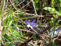 Viola septemloba