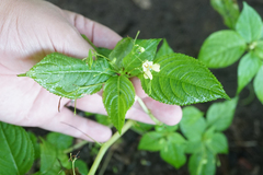 Impatiens parviflora