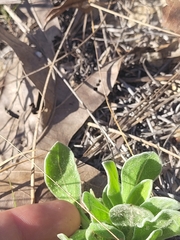 Chrysopsis gossypina