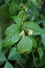 Impatiens parviflora