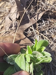 Chrysopsis gossypina