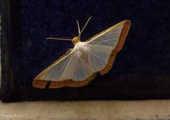 Leuciris institata