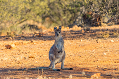 Osphranter robustus erubescens