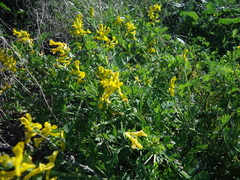 Corydalis curvisiliqua